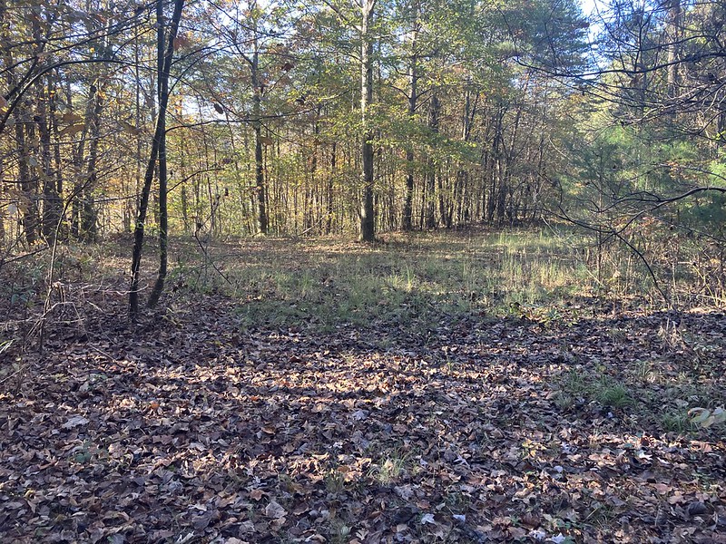 The Oak Hollow Way – The Power of Returning to Your&nbsp;Senses