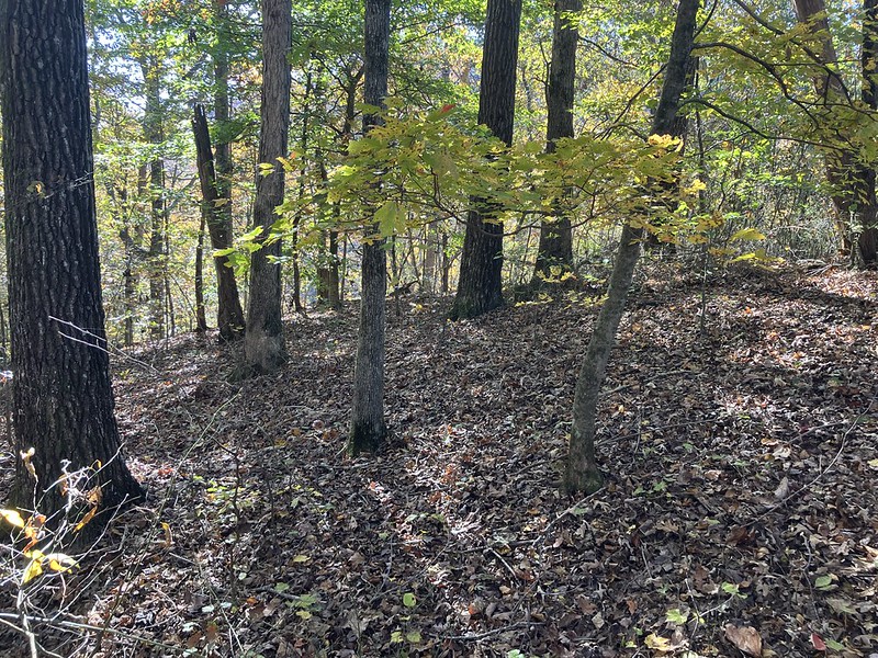 The Oak Hollow Way: 70 Acres of Quiet: What the Hollow&nbsp;Teaches